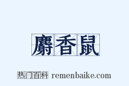 麝香鼠是什么意思的图片